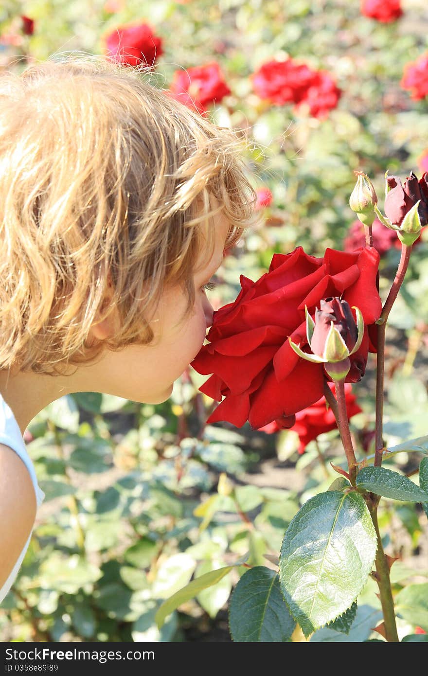 Girl Smelling A Large Red Rose