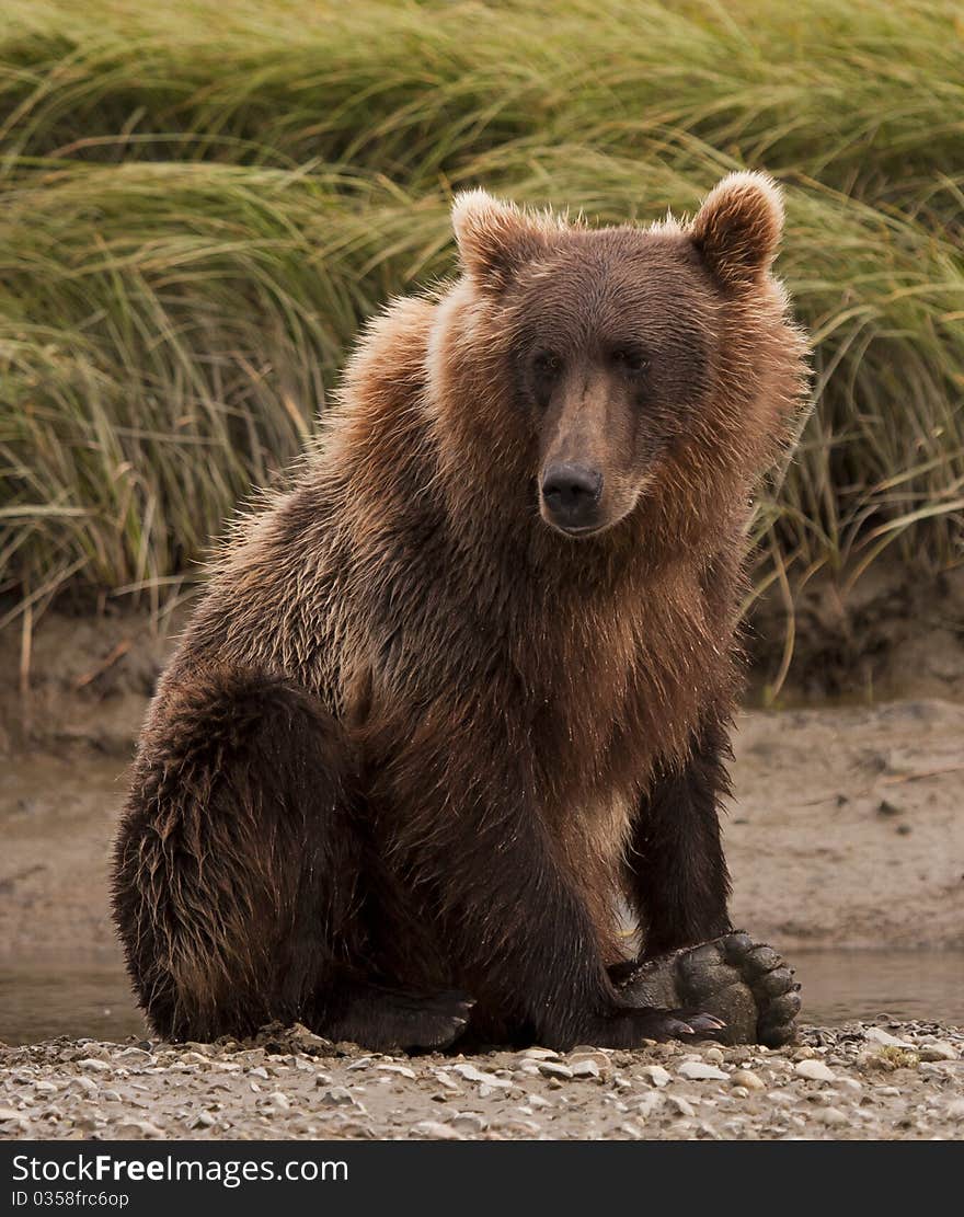 An Alaskan Brown Bear sits quietly in McNeil River Sanctuary. An Alaskan Brown Bear sits quietly in McNeil River Sanctuary