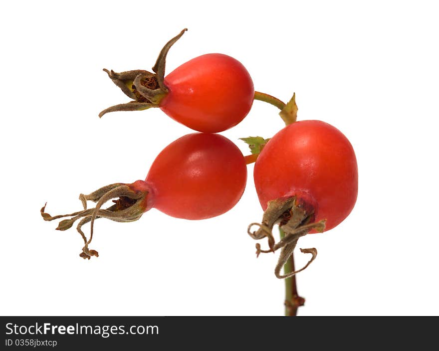 Dogrose berries on a branch a close up it is isolated on a white background. Dogrose berries on a branch a close up it is isolated on a white background.