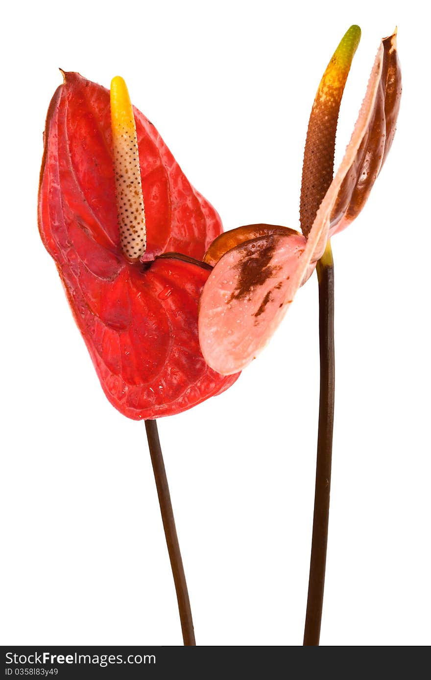 Beautiful two anthurium on a white background