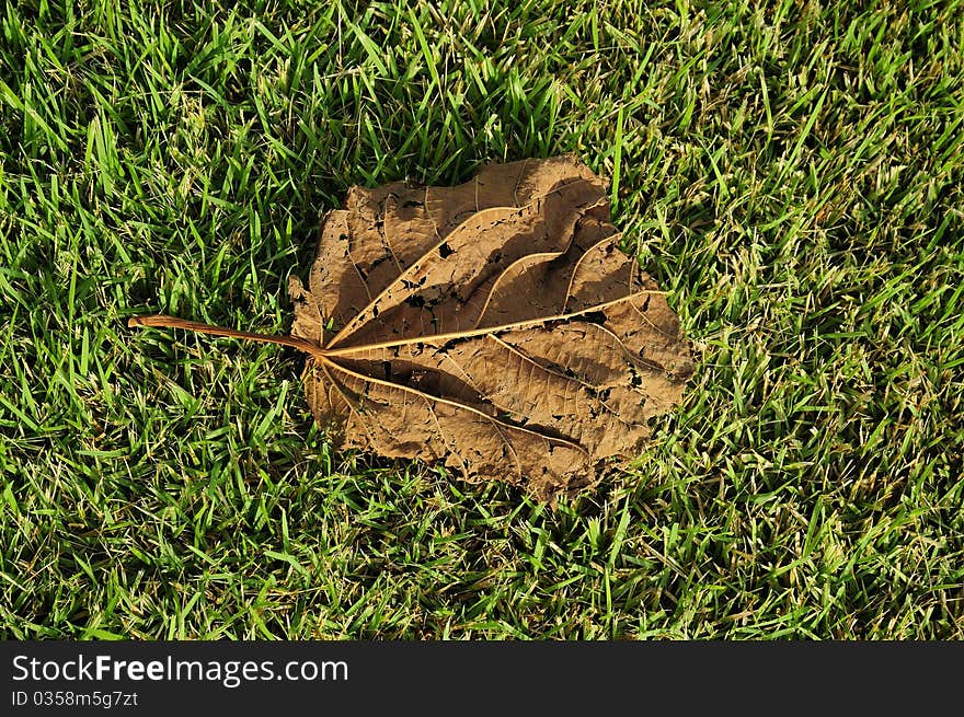 Abscissed Leaf