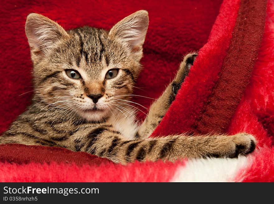 Kitten on a red blanket