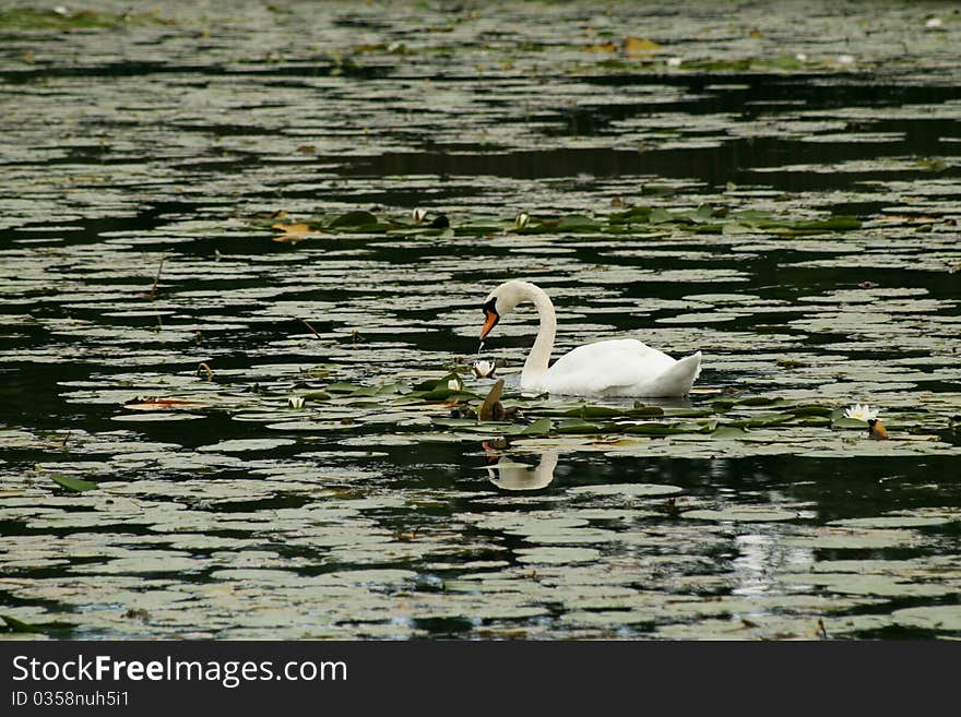 White swan in the lake