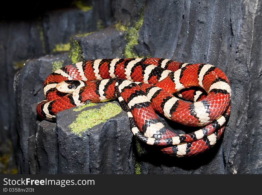 Utah Mountain Kingsnake (Lampropeltis Pyromelana)