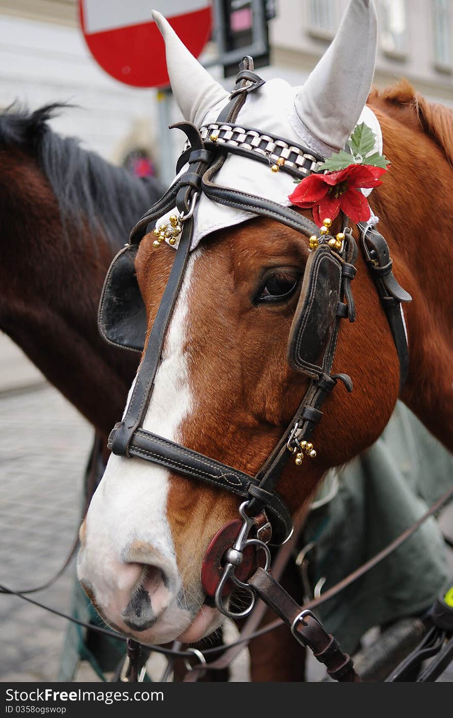 Head of brown horse with harness and red flower in Wien