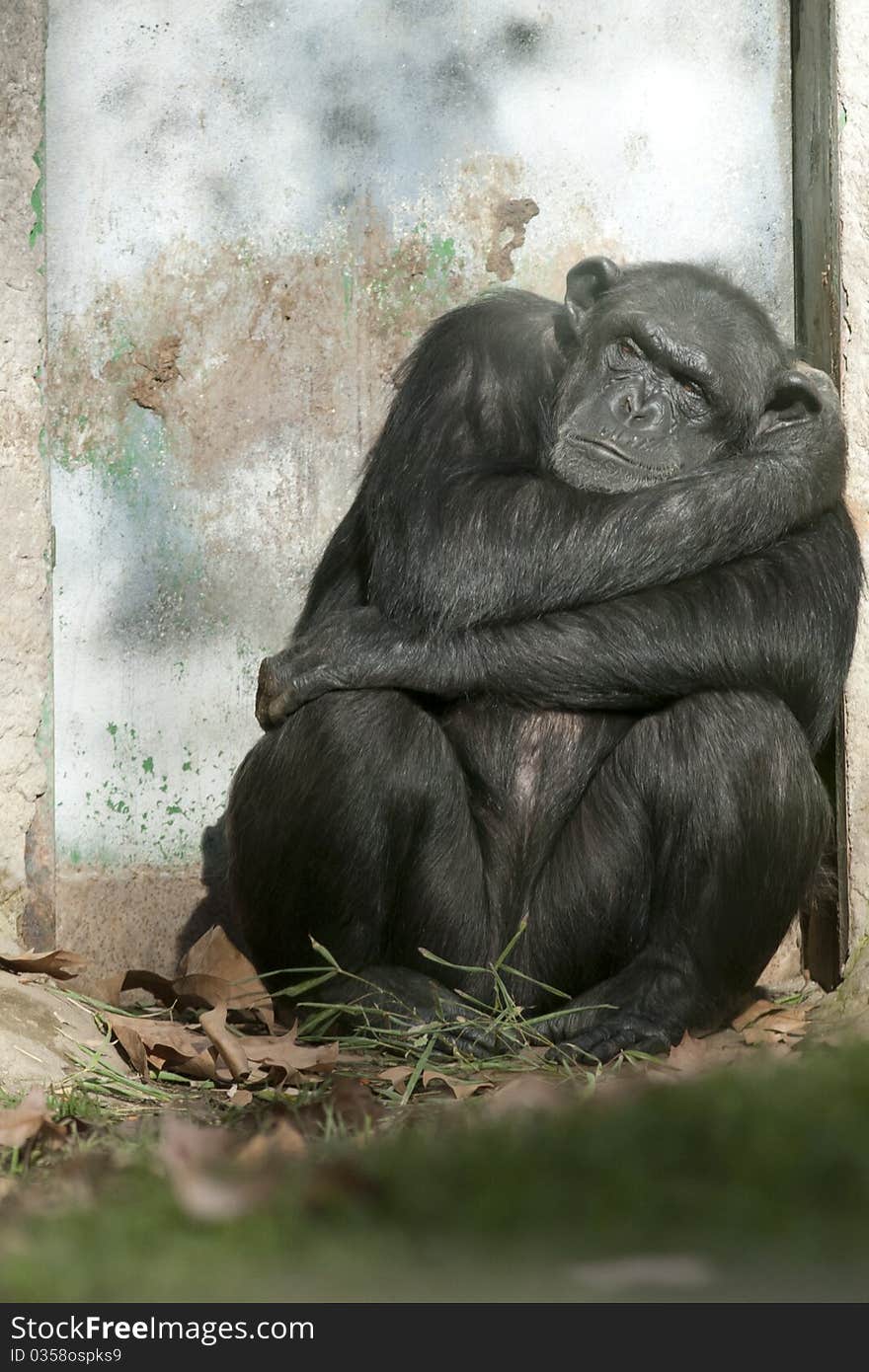 Chimpanzee sleeping near a door