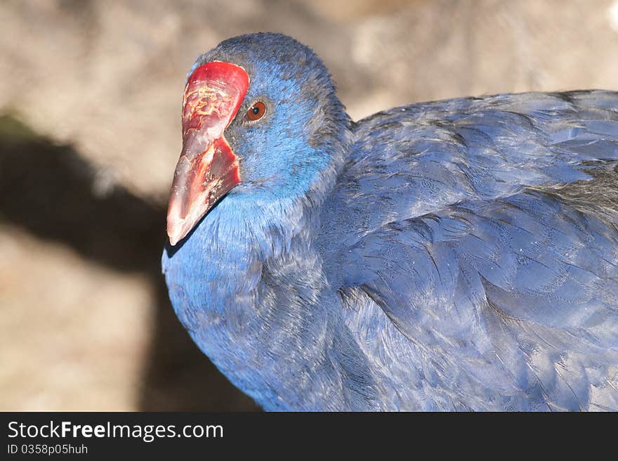 Purple Swamphen (Porphyrio porphyrio) Portrait. Purple Swamphen (Porphyrio porphyrio) Portrait