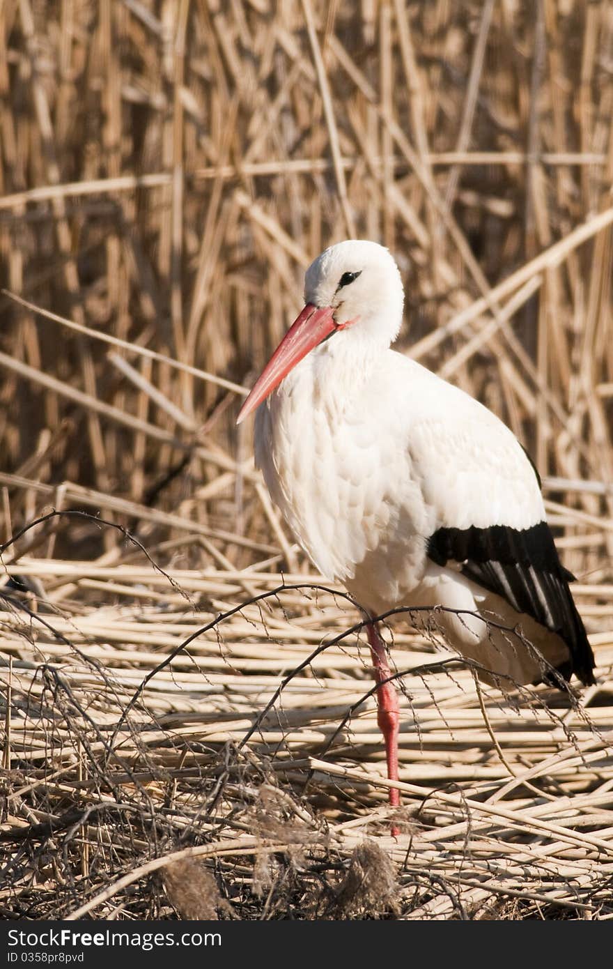 White Stork In Reed Site