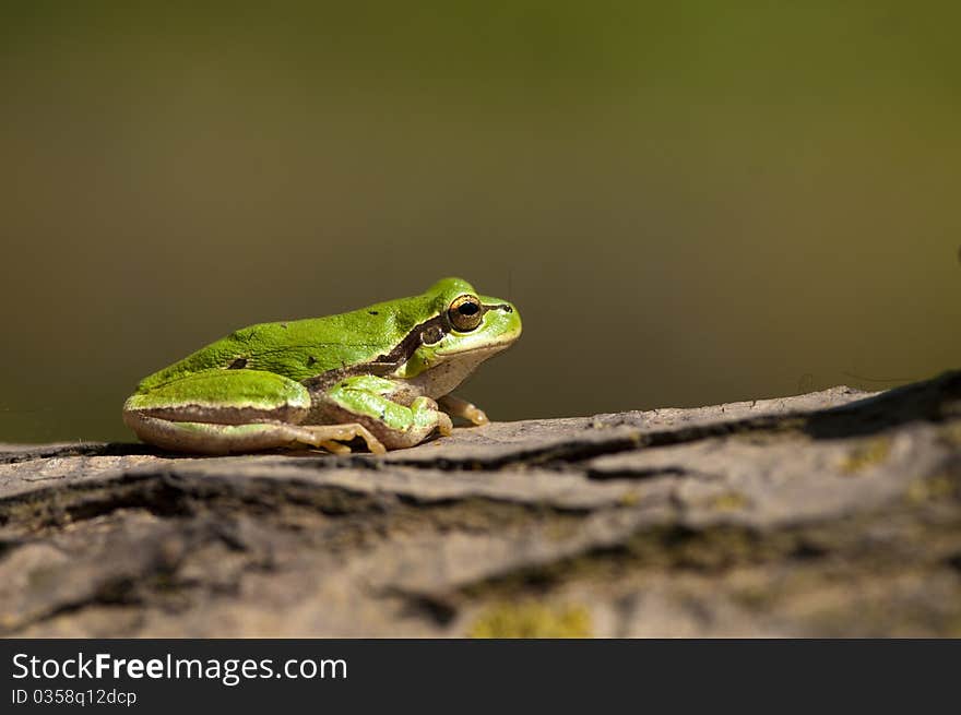 Green Tree Frog