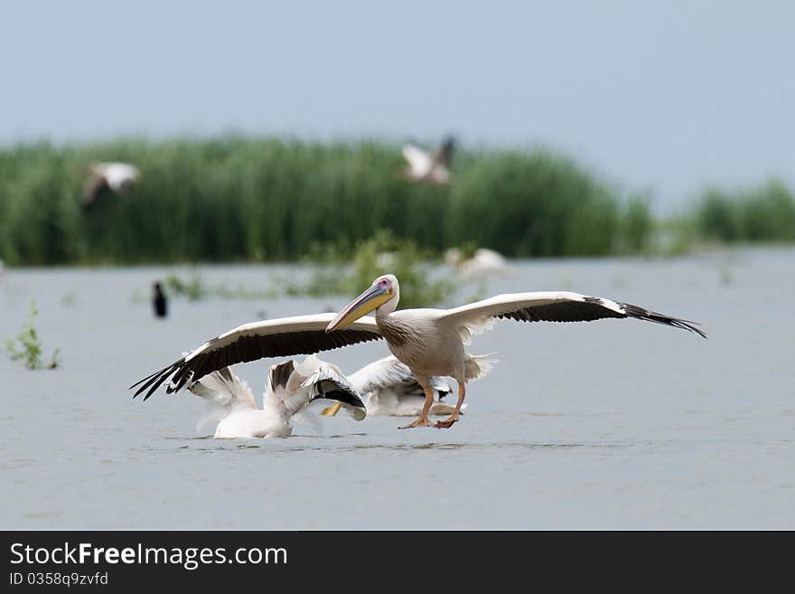 White Pelican landing