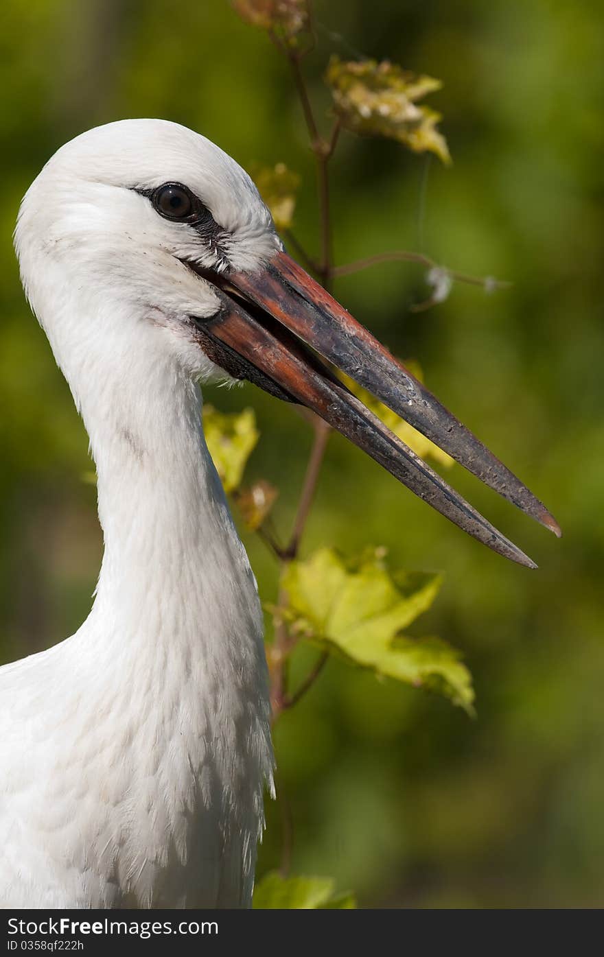 White Stork Chick Portrait