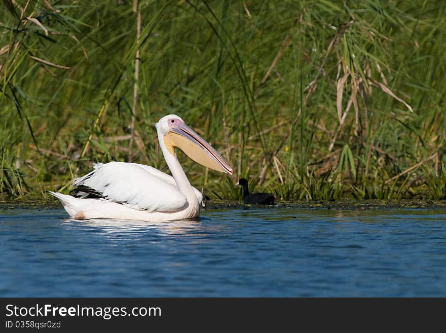 White Pelican (Pelecanus onocrotalus)