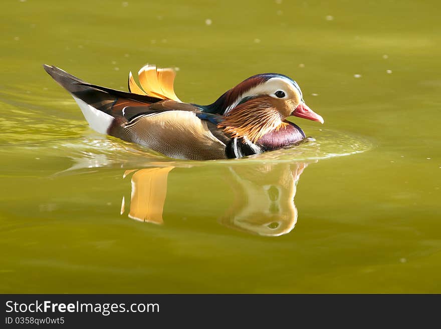 Mandarin Duck Drake on water in summer