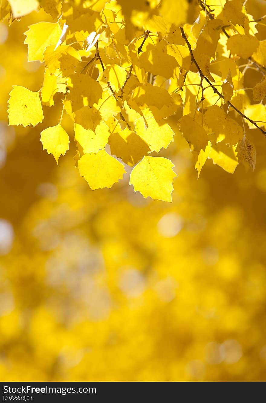 Yellow leaves background