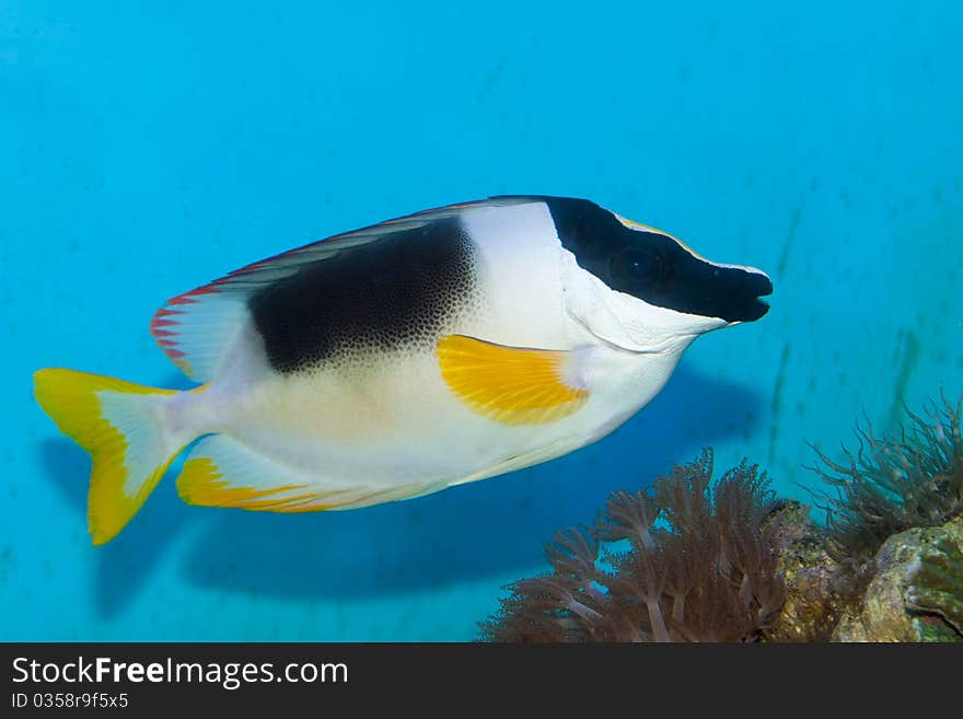 Magnificent Foxface in Saltwater Aquarium