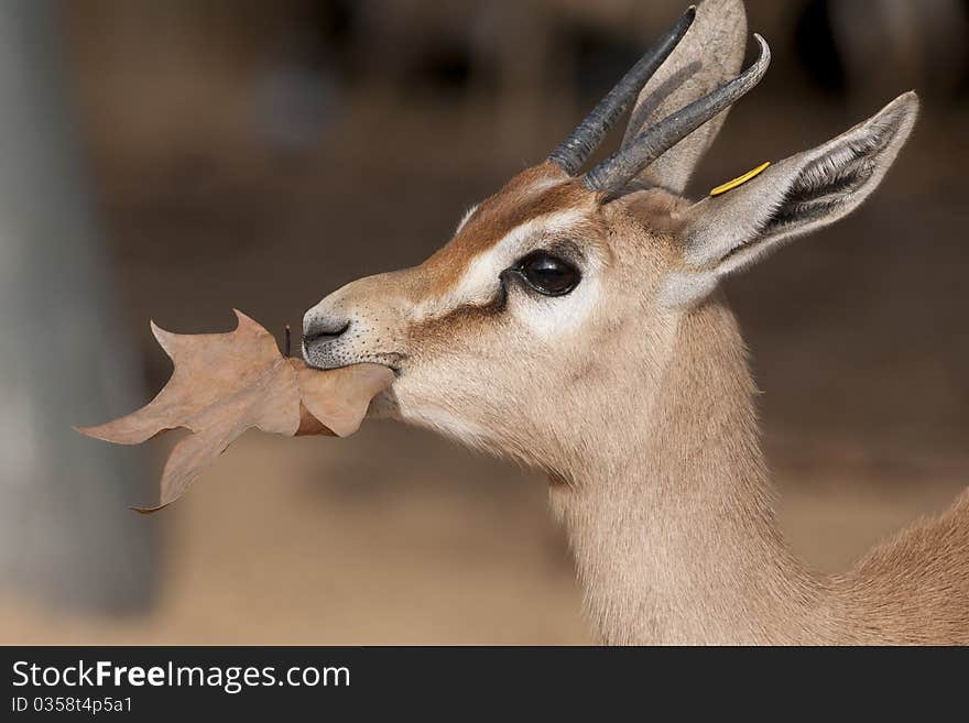 Dorcas Gazelle Portrait