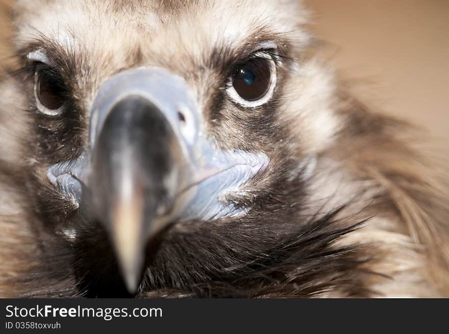 Griffon Vulture Portrait