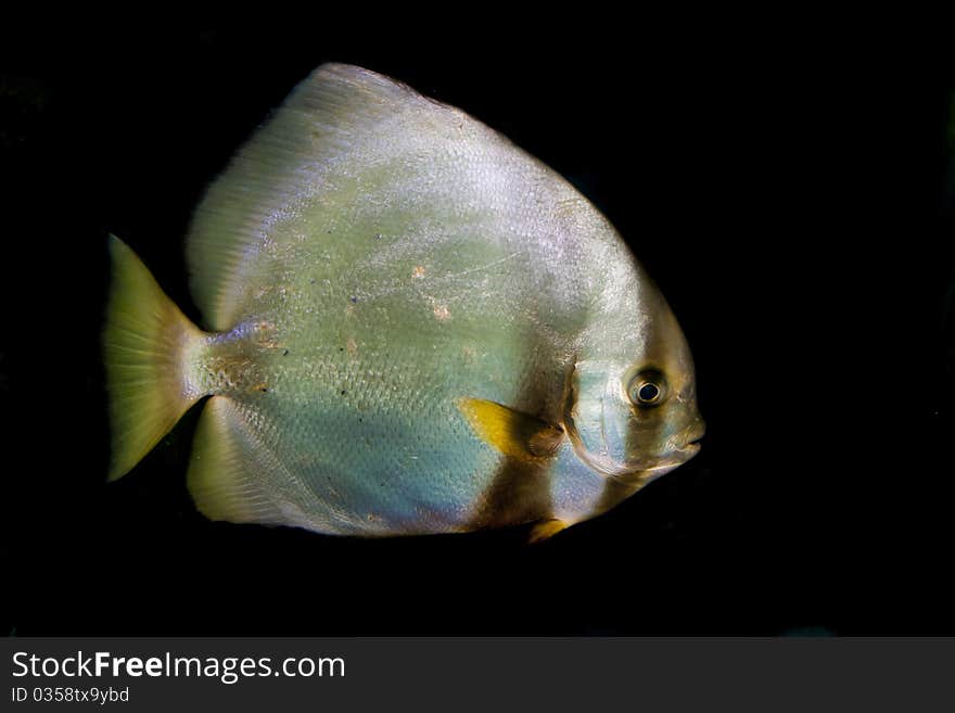 Orbicular Batfish (Platax orbicularis)