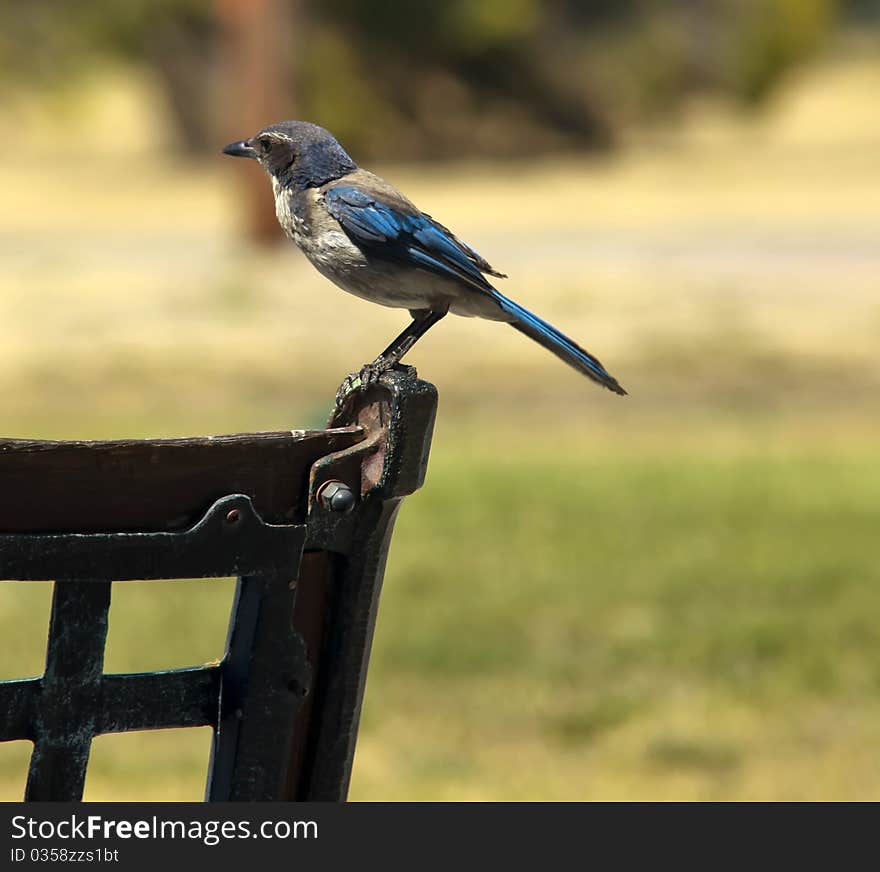 Blue Jay resting at a bench