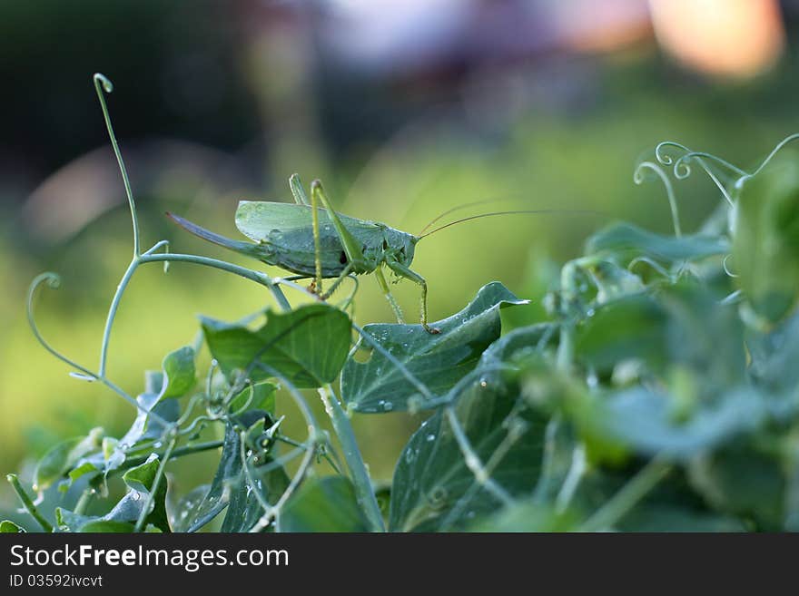 Big grasshopper on a green leaf