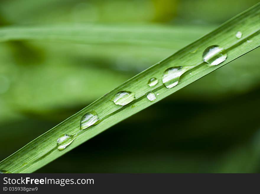 Drops on the grean leaf. Drops on the grean leaf