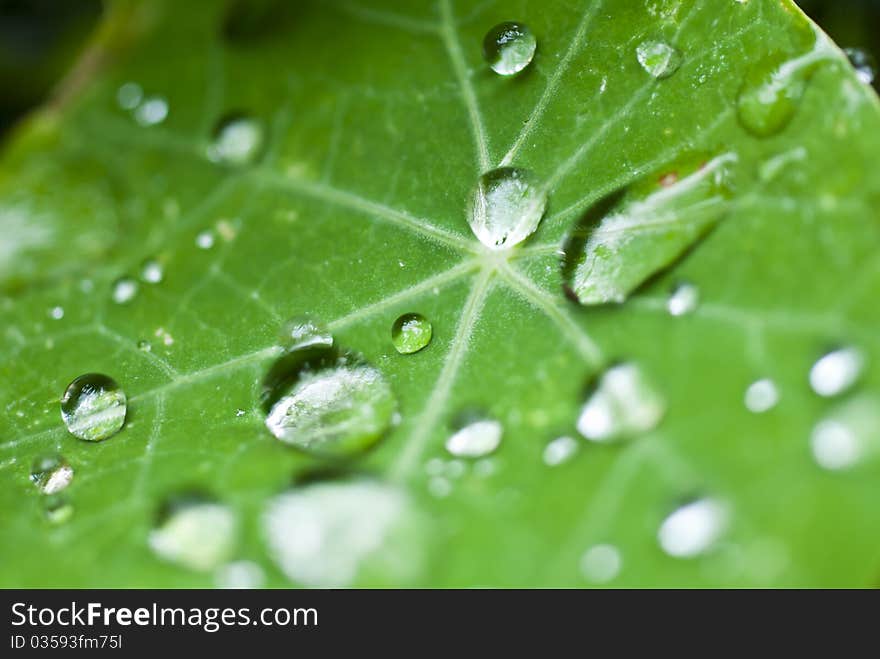 Drops On The Leaf