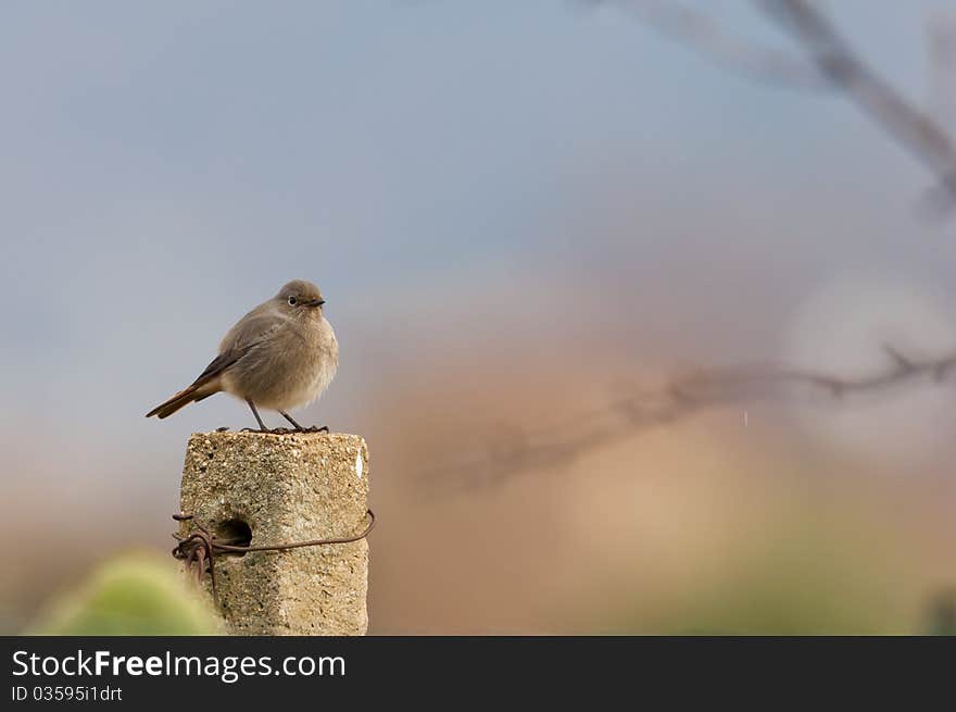 Bird on the fence