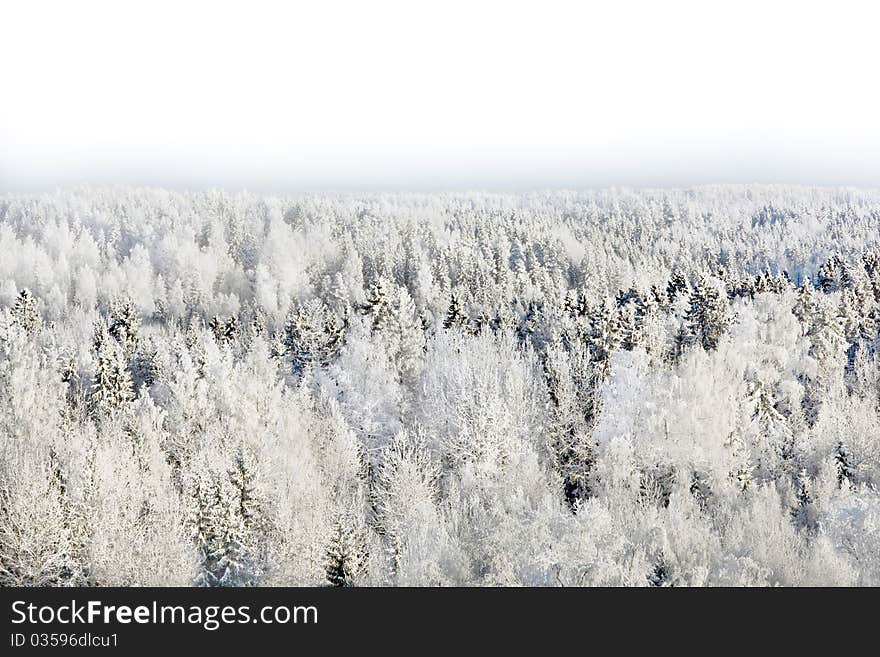 Snow-covered forest