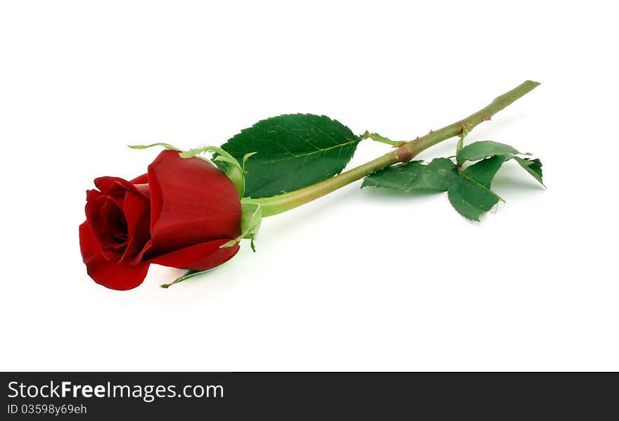 Single red rose on stem with green leaves. Single red rose on stem with green leaves