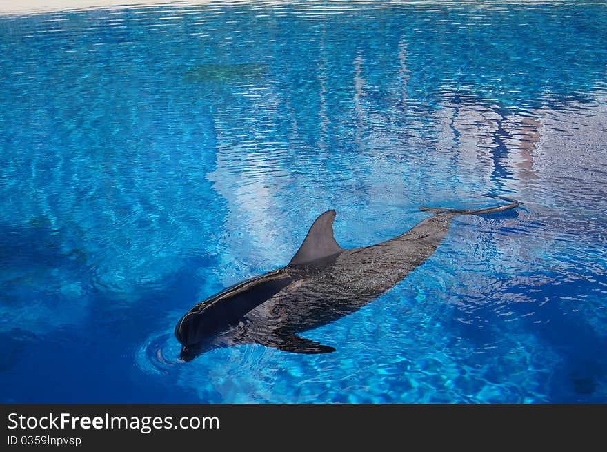 Dolphin in water