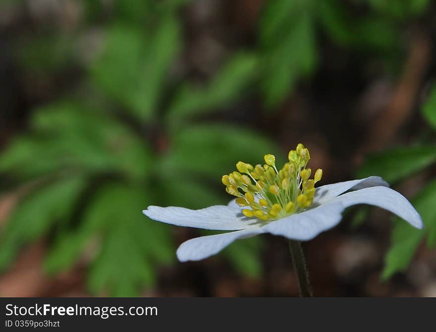 Anemone nemorosa Wood anemone beautiful white flower spring forest