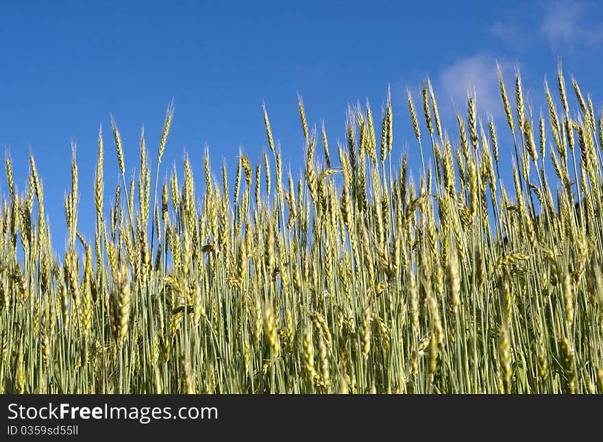 Wheat Field Under Blue Sky