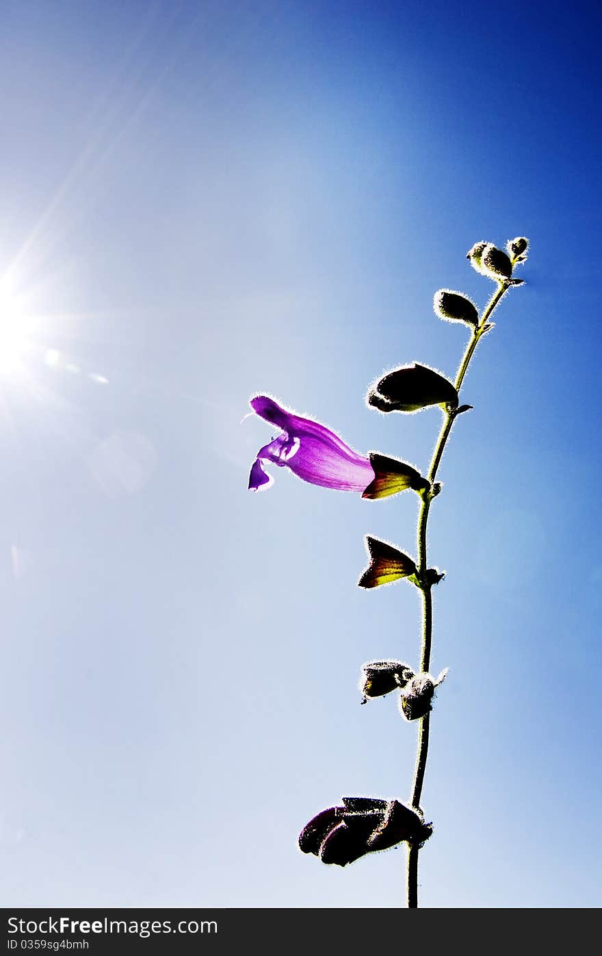 Violet horn flower grows under blue sky. Violet horn flower grows under blue sky.