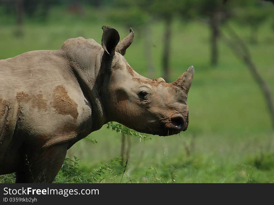 Documentary: White Rhinocerus(Ceratotherium Simum)