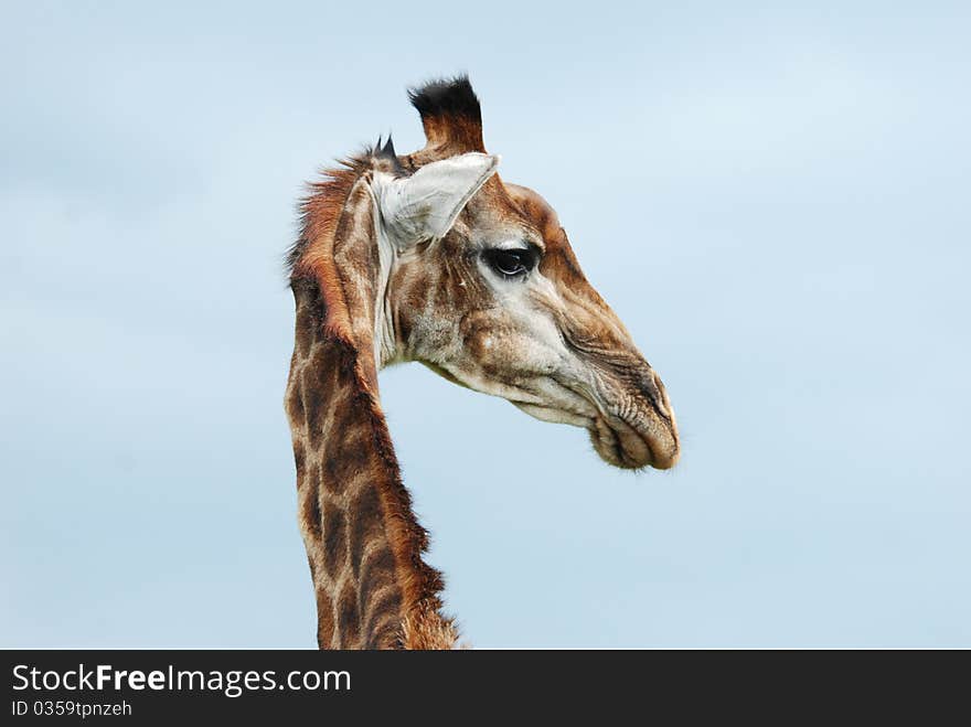 A magnificant girffe head isloated against a blue sky. A magnificant girffe head isloated against a blue sky