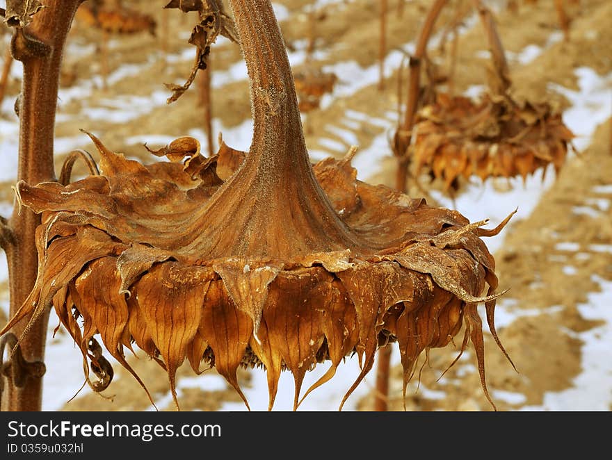 Dried Sunflower