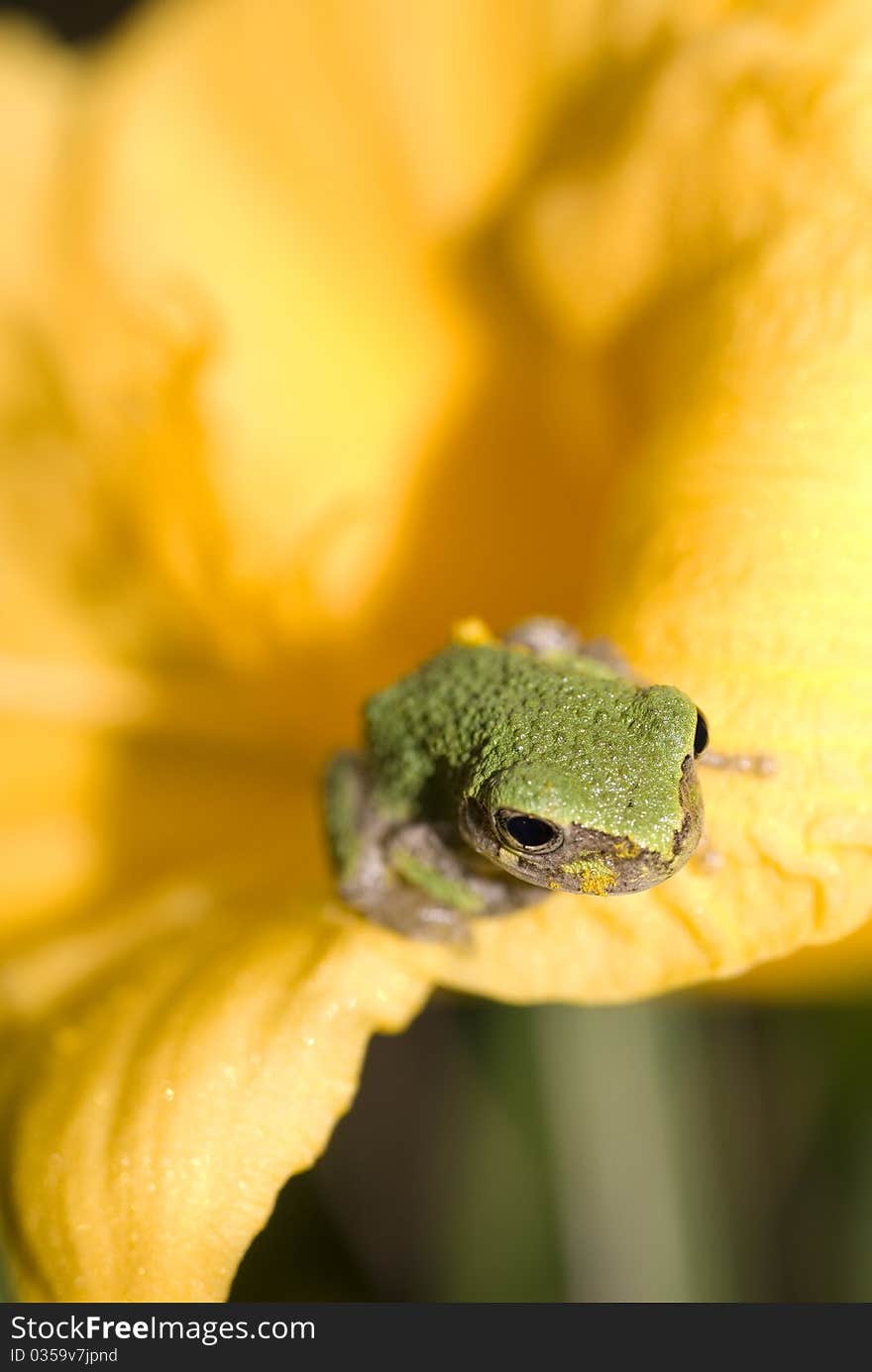 Tree Frog Sitting On A Flower