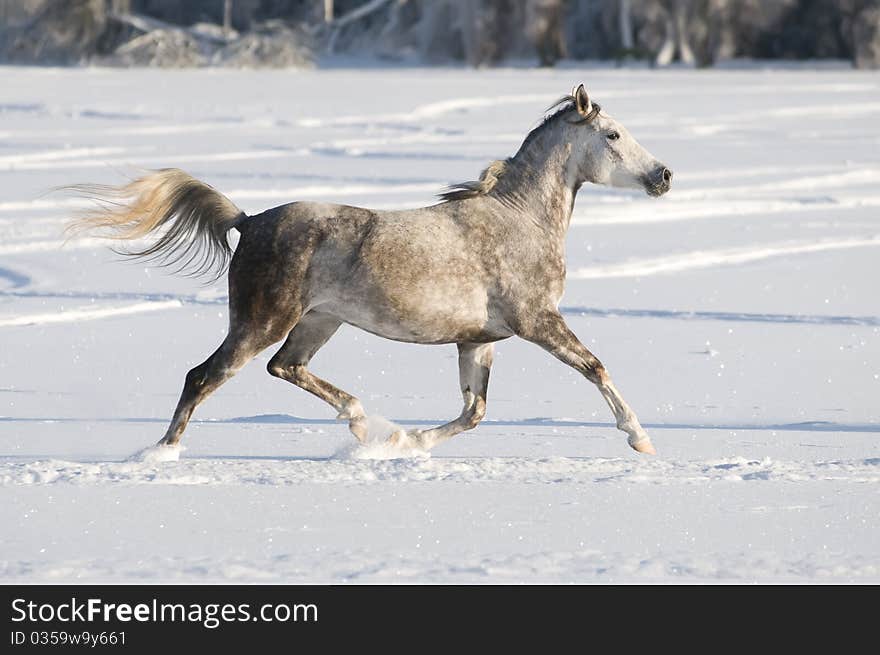 White horse runs trot in winter