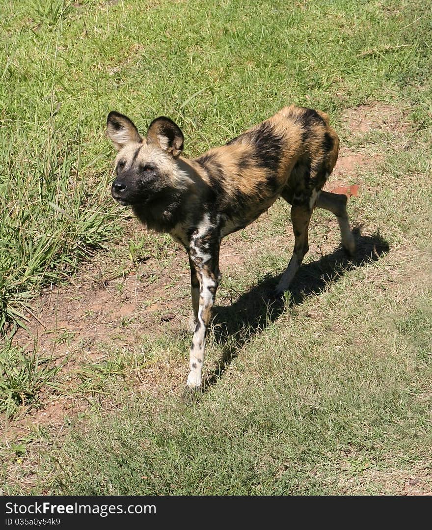 African Wild Dog