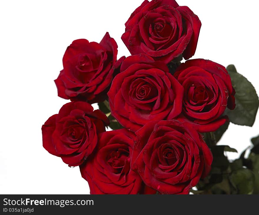 Red roses isolated on white background