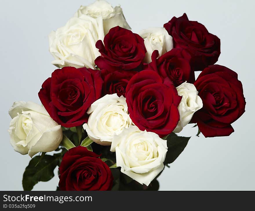 White and red roses isolated on light grey background