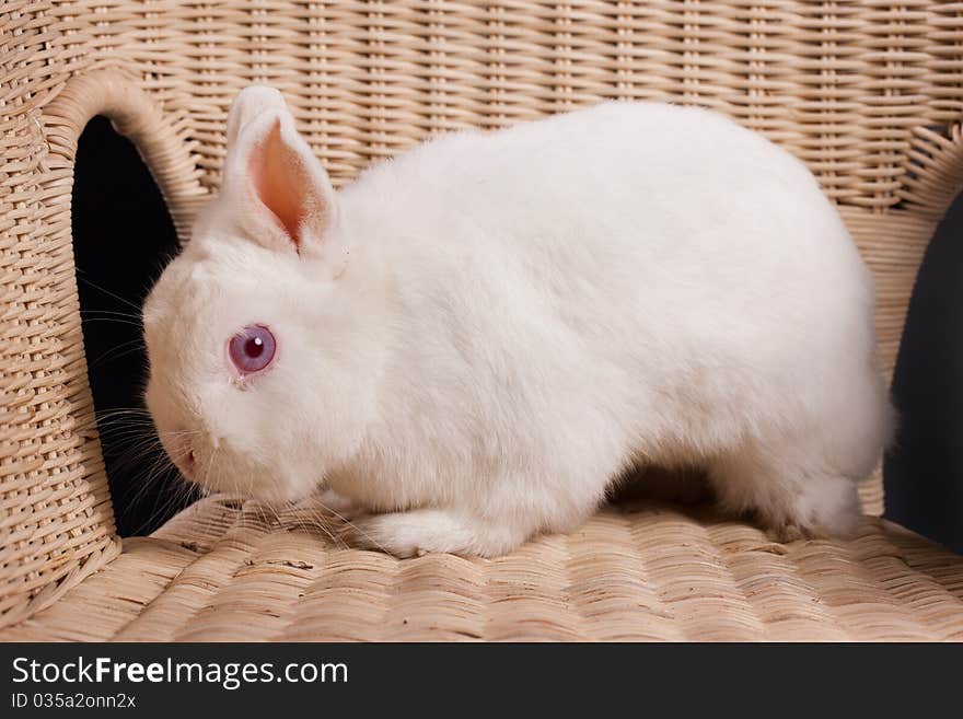 Little rabbit sitting on the rattan armachair. Little rabbit sitting on the rattan armachair