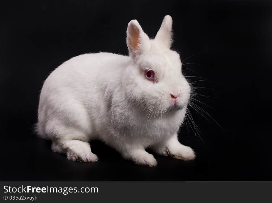 Little rabbit on isolated background