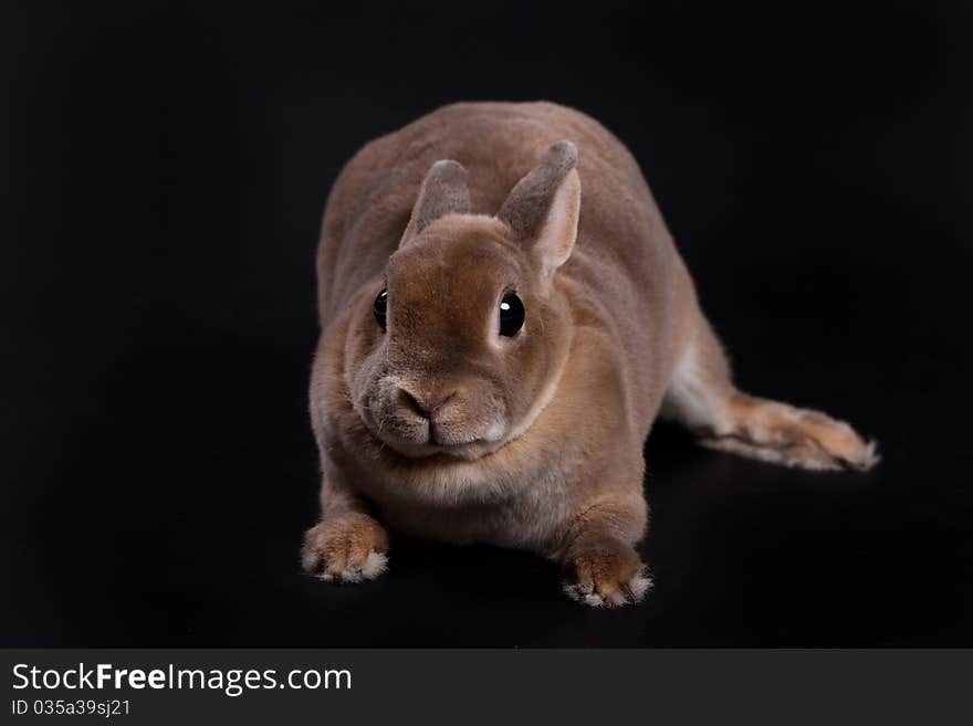 Little rabbit on isolated background