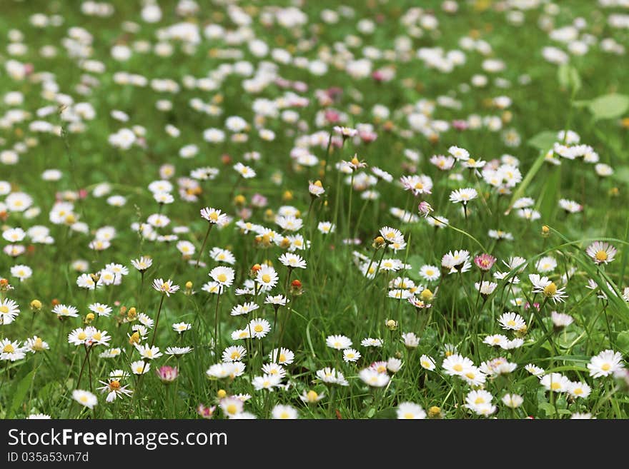 Spring Flower Daisy Meadow