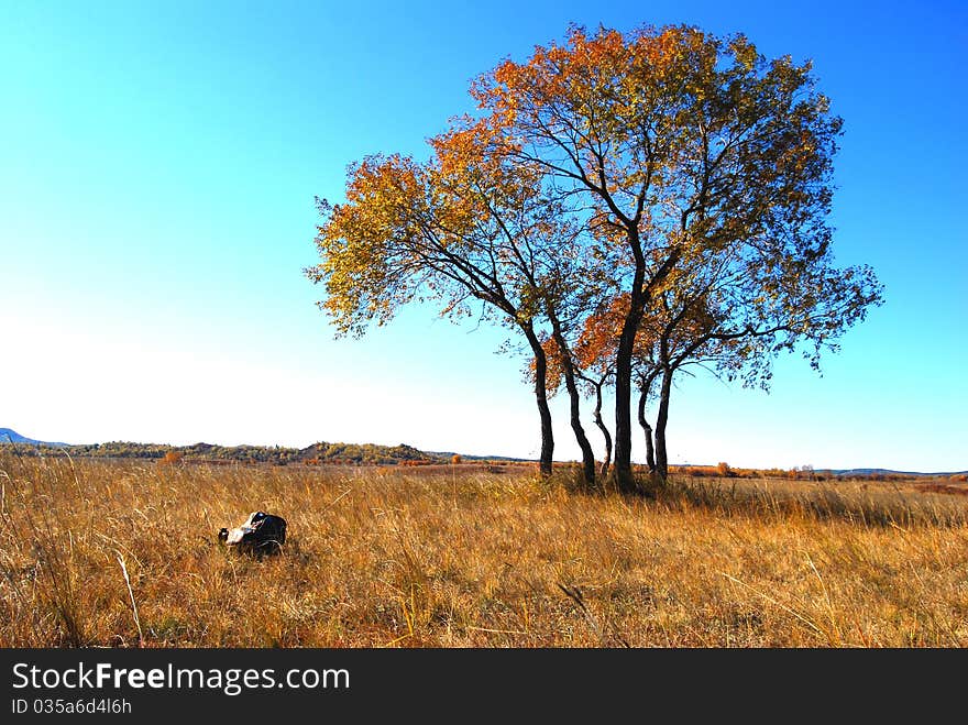 Grass with lonely tree and a bag under blue sky. Grass with lonely tree and a bag under blue sky.