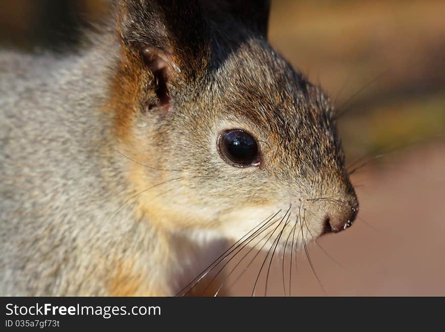 The portrait of a squirrel.