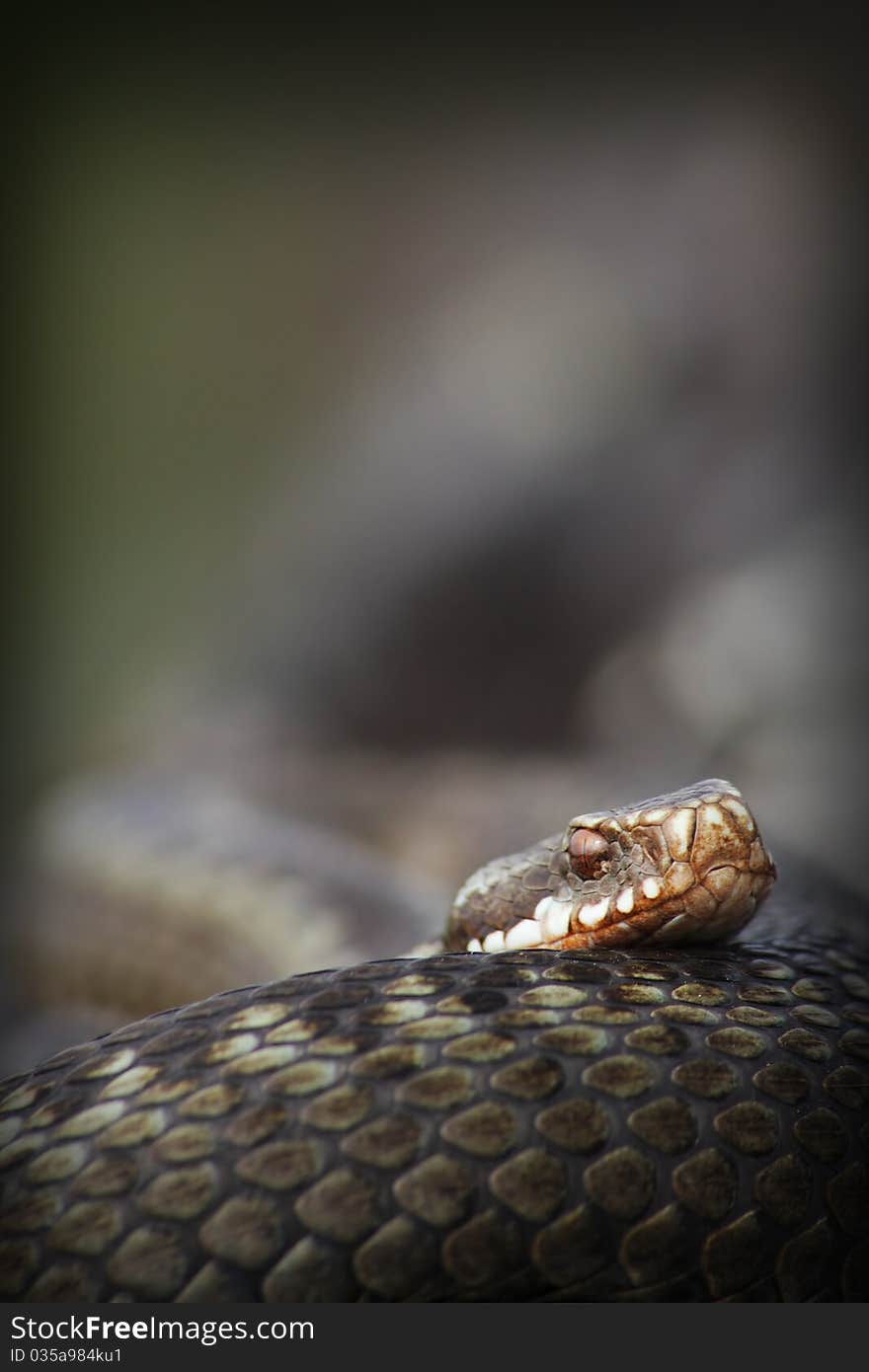 The portrait of a viper. A viper is poisonous snake of Europe.