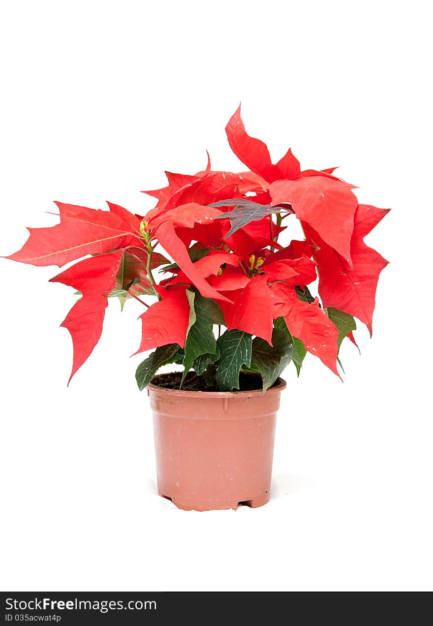 Red flower with green sheet on white background. Red flower with green sheet on white background