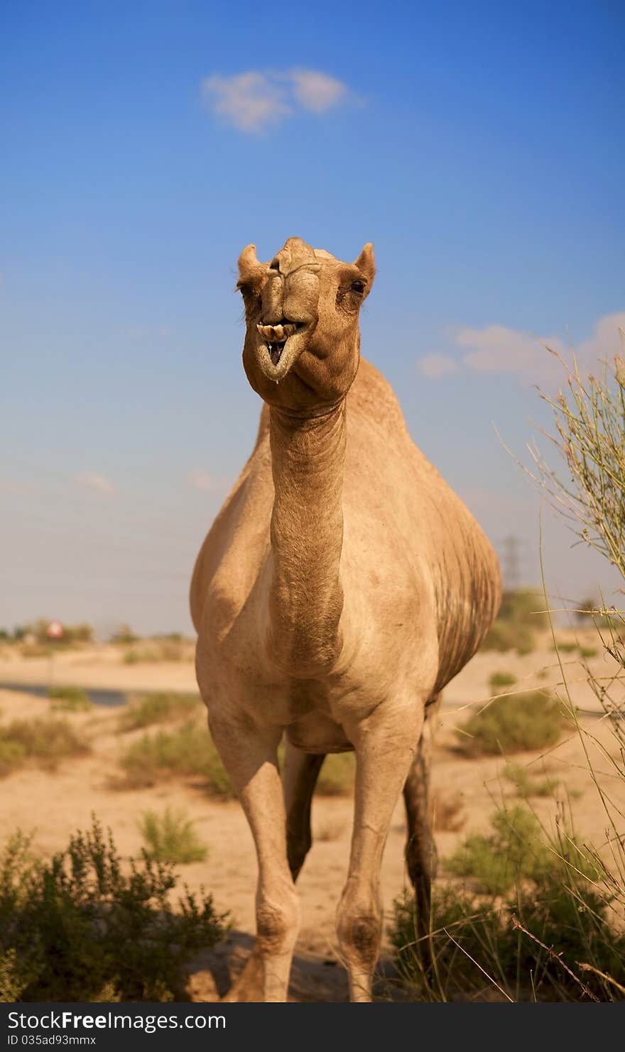 Camel